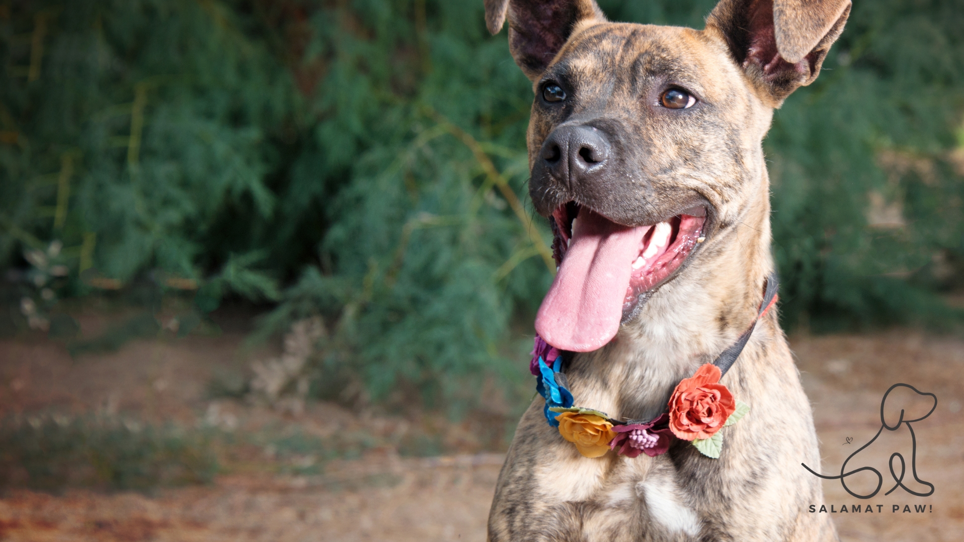 Top 5 Budget-Friendly Dog Breeds for Filipino Families