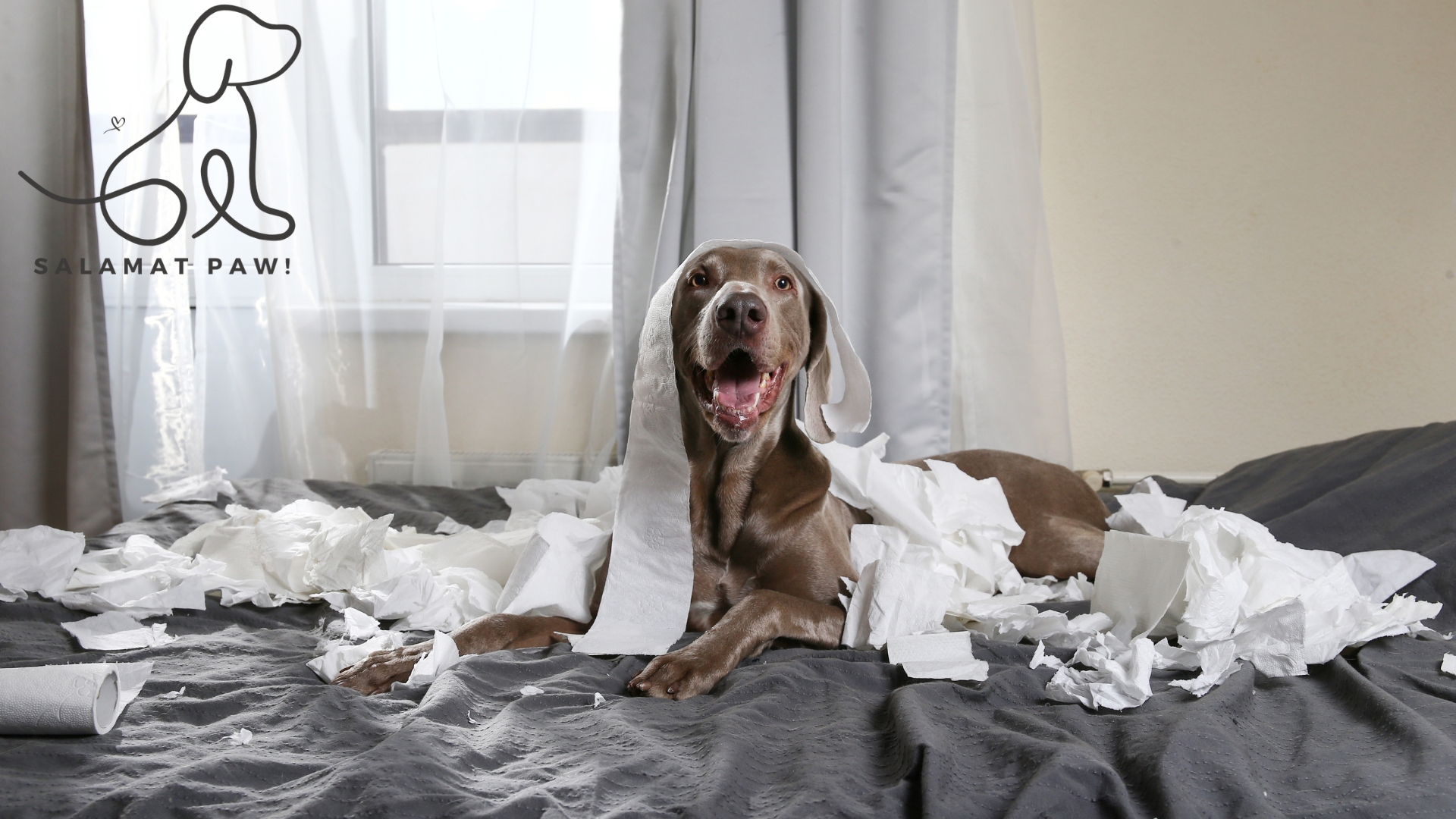 Best Dog Breeds for Filipino Apartment Living