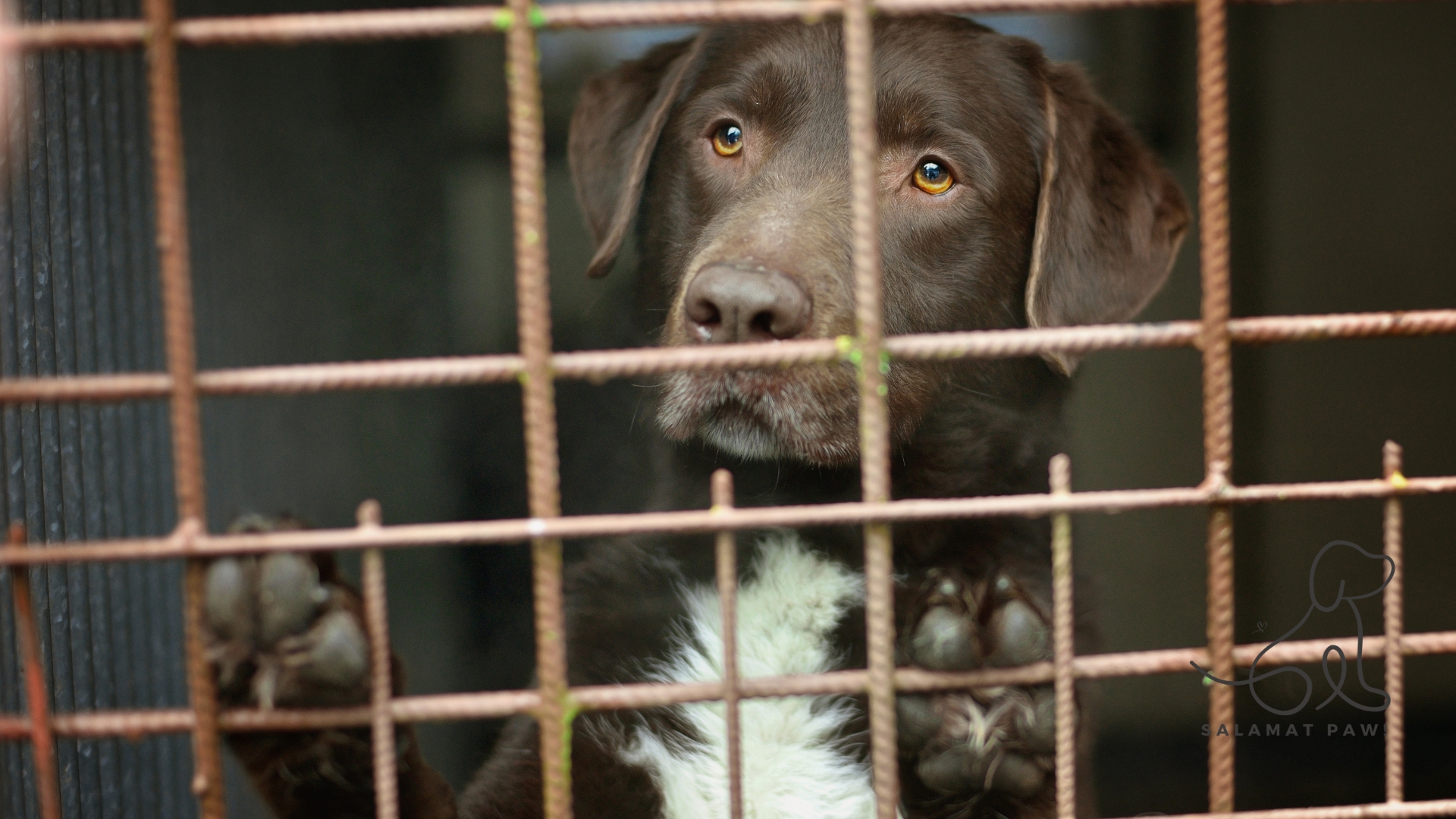 How to Adopt a Dog in the Philippines: A Step-by-Step Guide