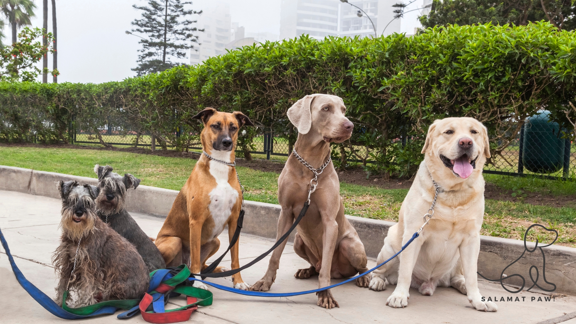 How to Choose the Best Dog Breed for Your Home in the Philippines
