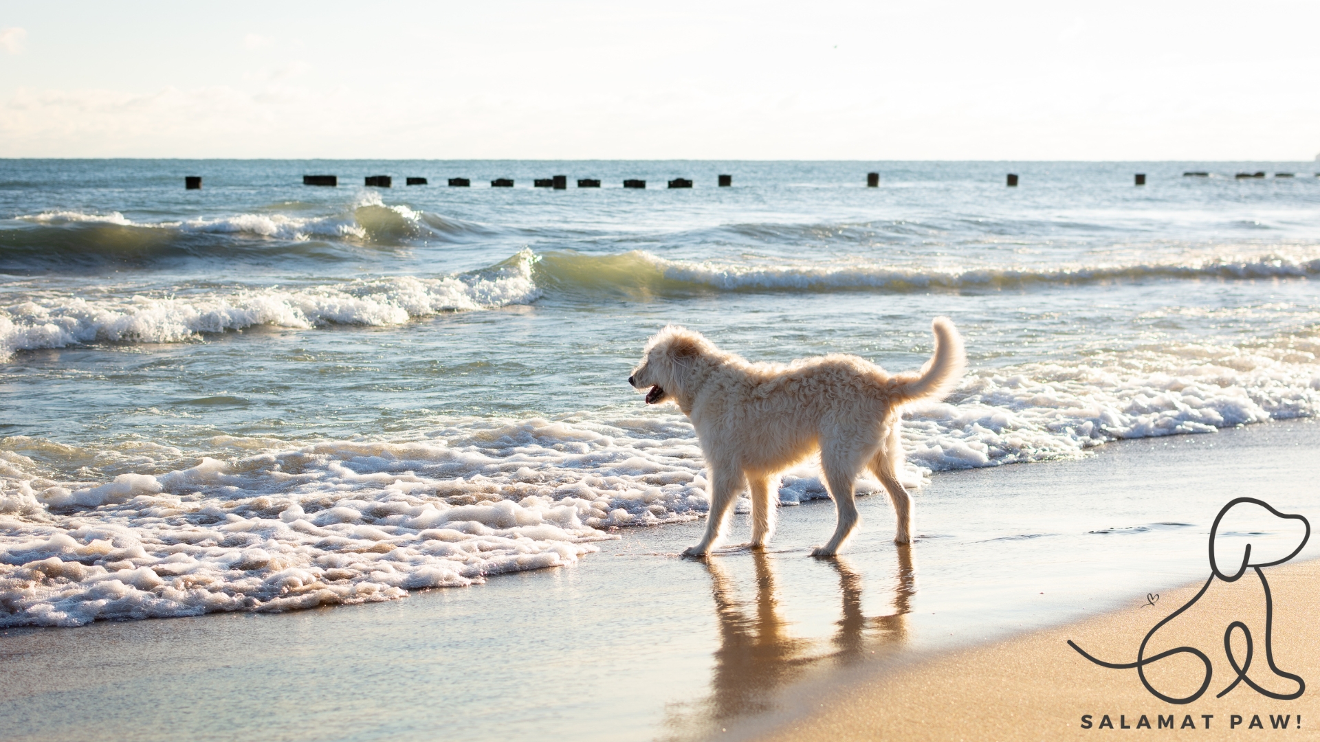 Dog-Friendly Beaches in the Philippines for Your Next Vacation