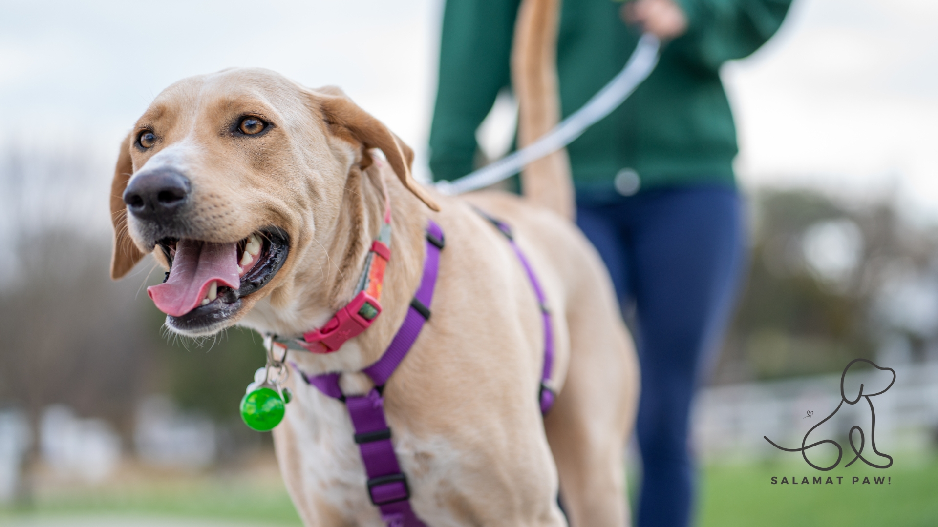 10 Essential Tips for First-Time Dog Owners in the Philippines
