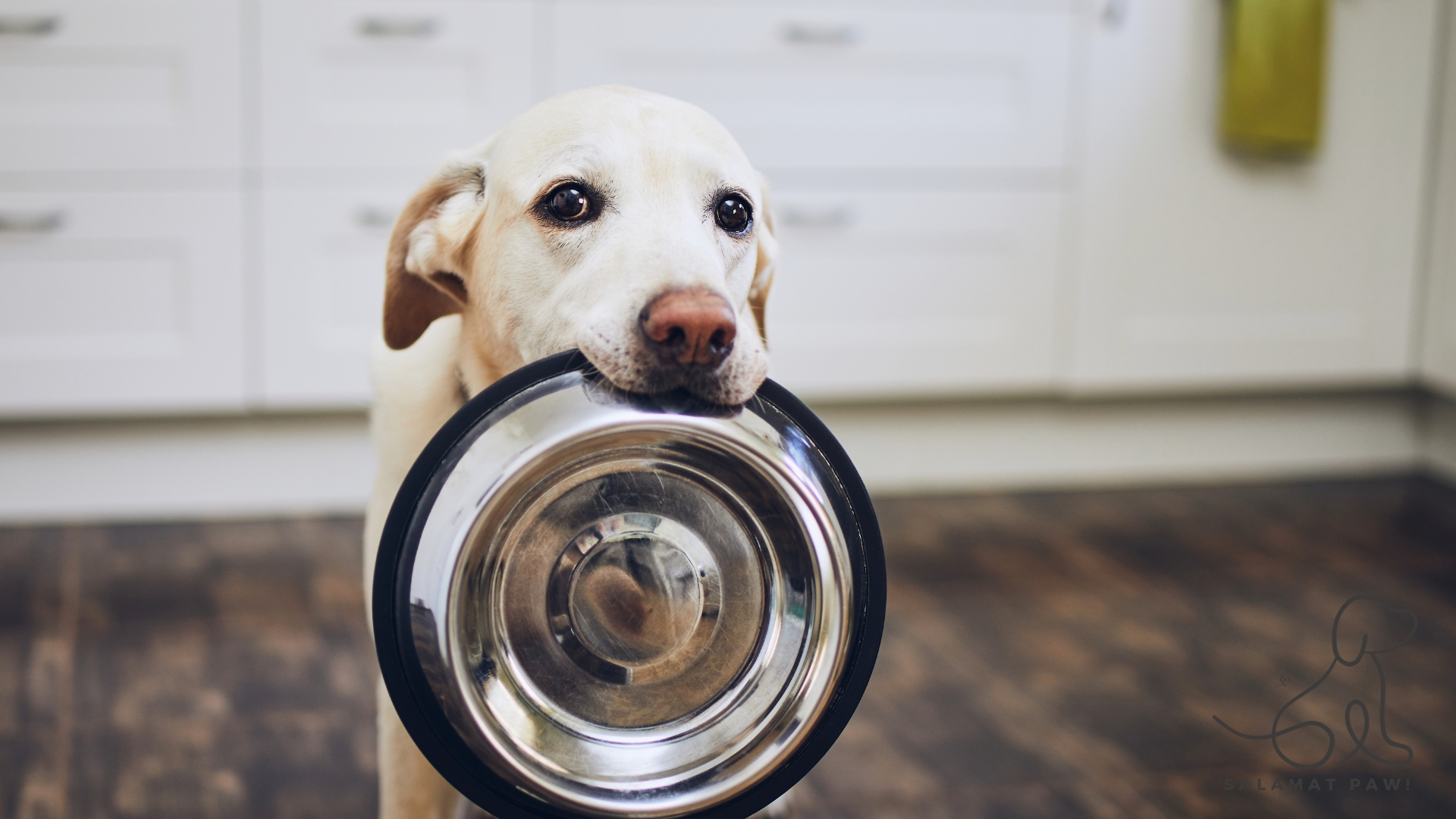Top Filipino Dog Food Brands and What to Look For