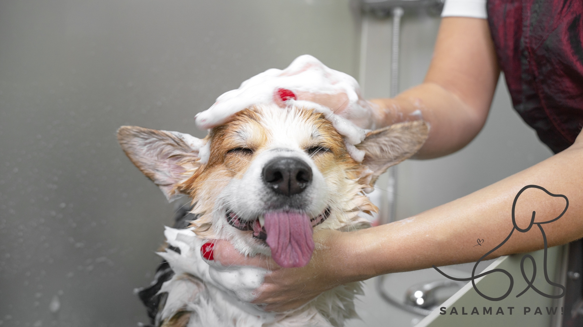 How to Properly Groom Your Dog in a Tropical Climate