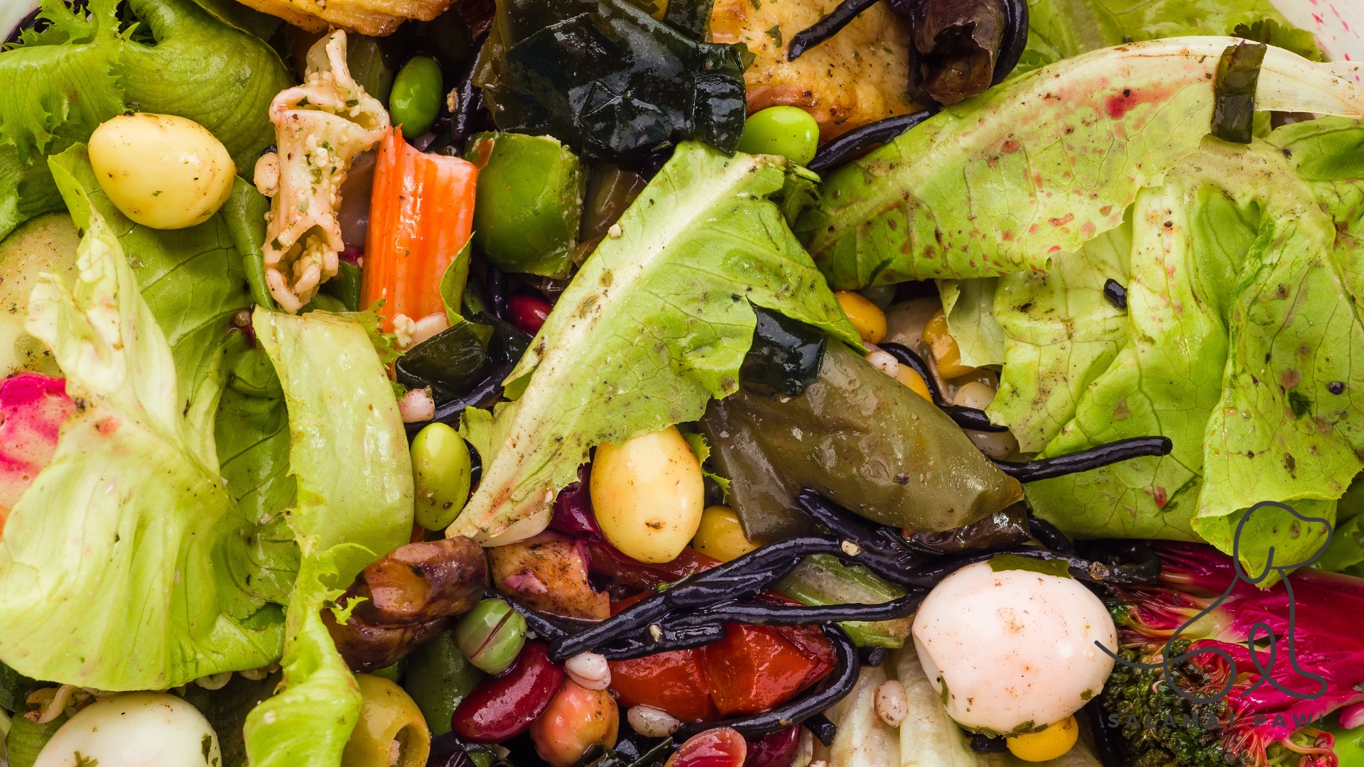 Is Feeding Table Scraps Safe for Your Dog?