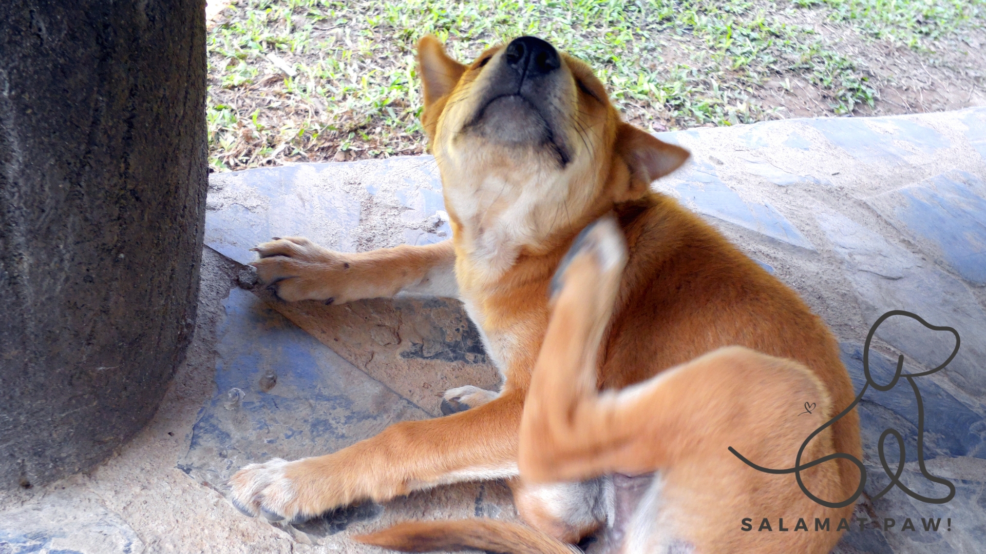 Top 5 Natural Remedies for Dog Skin Problems in the Philippines